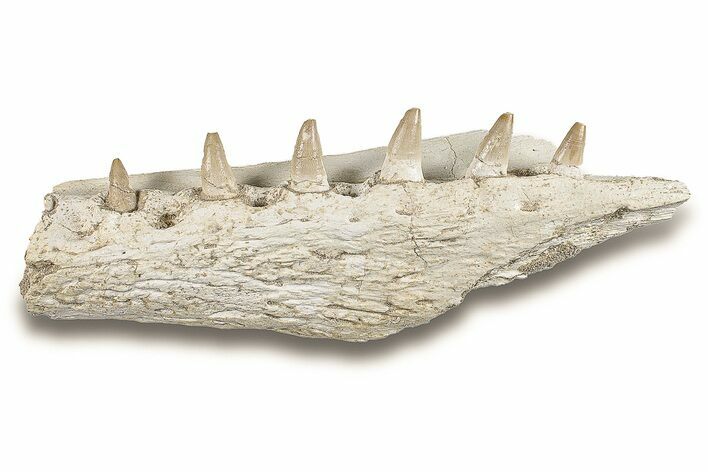 Mosasaur Jaw Section with Six Teeth - Morocco #270885